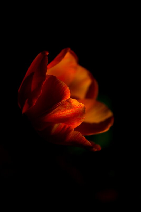 Душа тюльпана - пламя костра - Светлана Тихонина