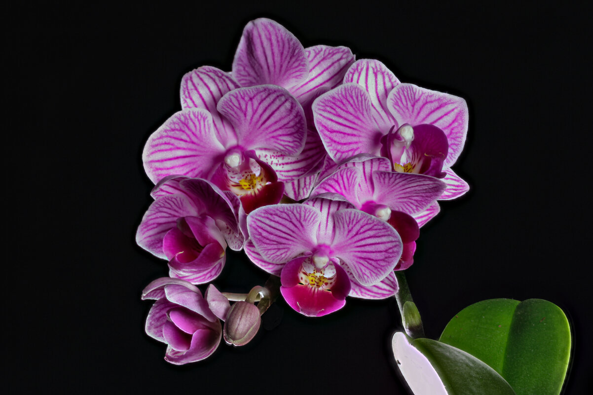 орхидея - Vlad Krrr