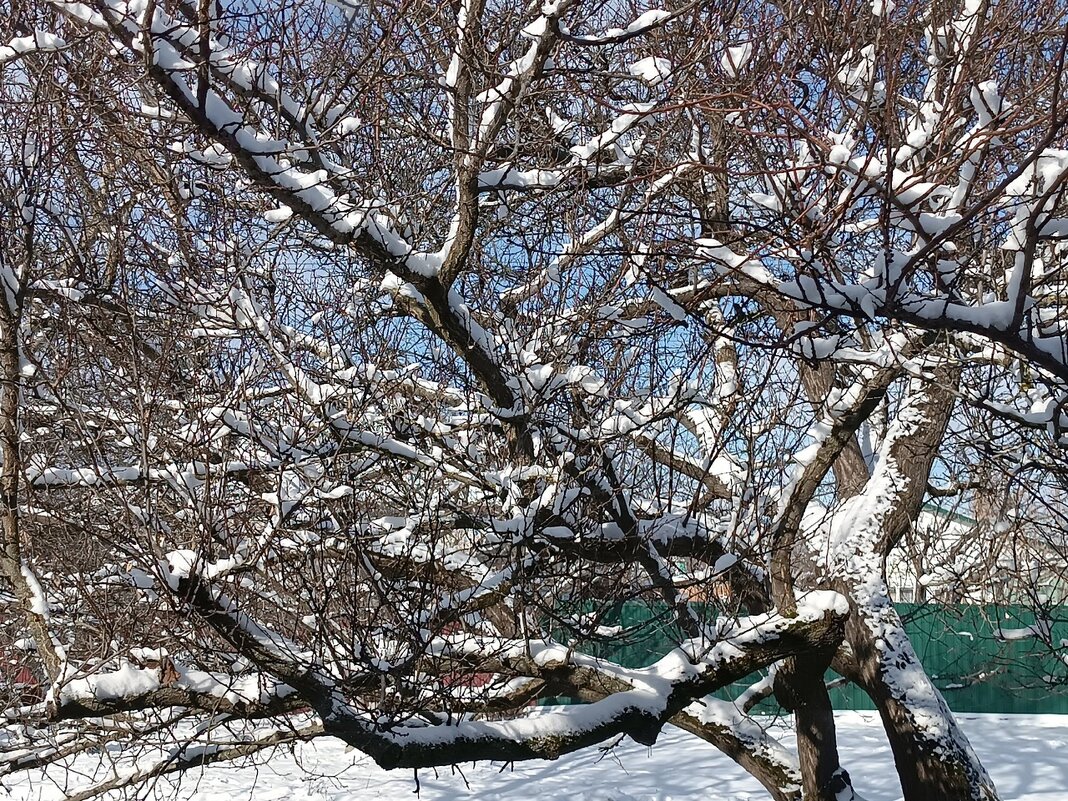 на деревьях снег - вячеслав коломойцев