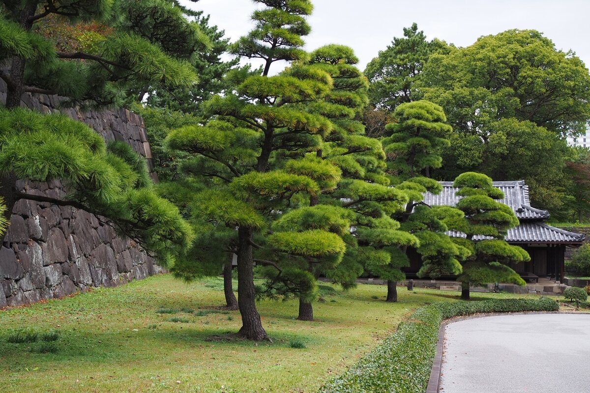 Восточный сад Императорского дворца Токио Япония - wea *