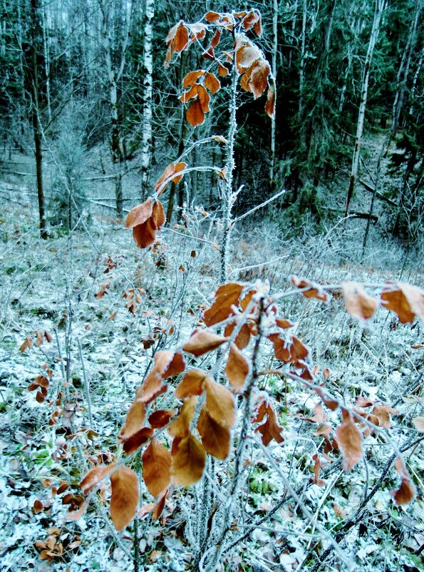 замороженные листья - Владимир 
