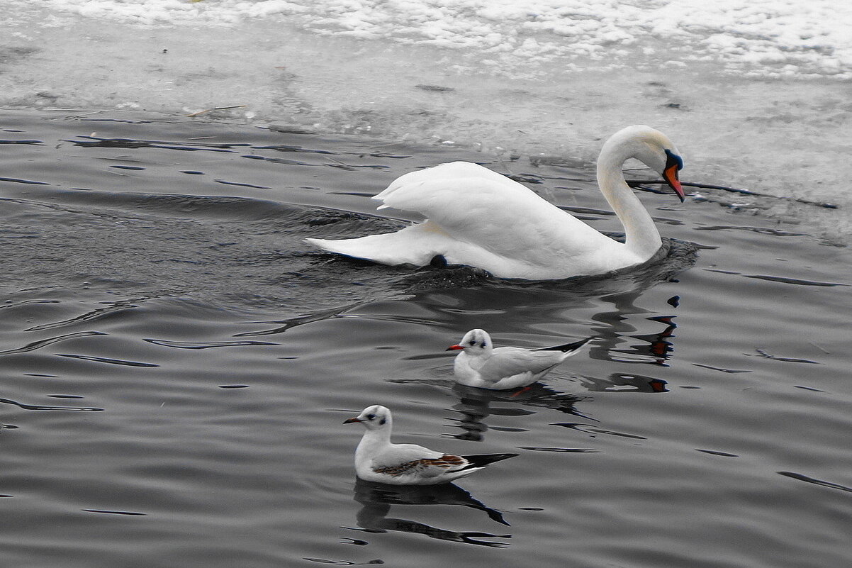 Лебеди и чайки в городском парке - Рита Симонова
