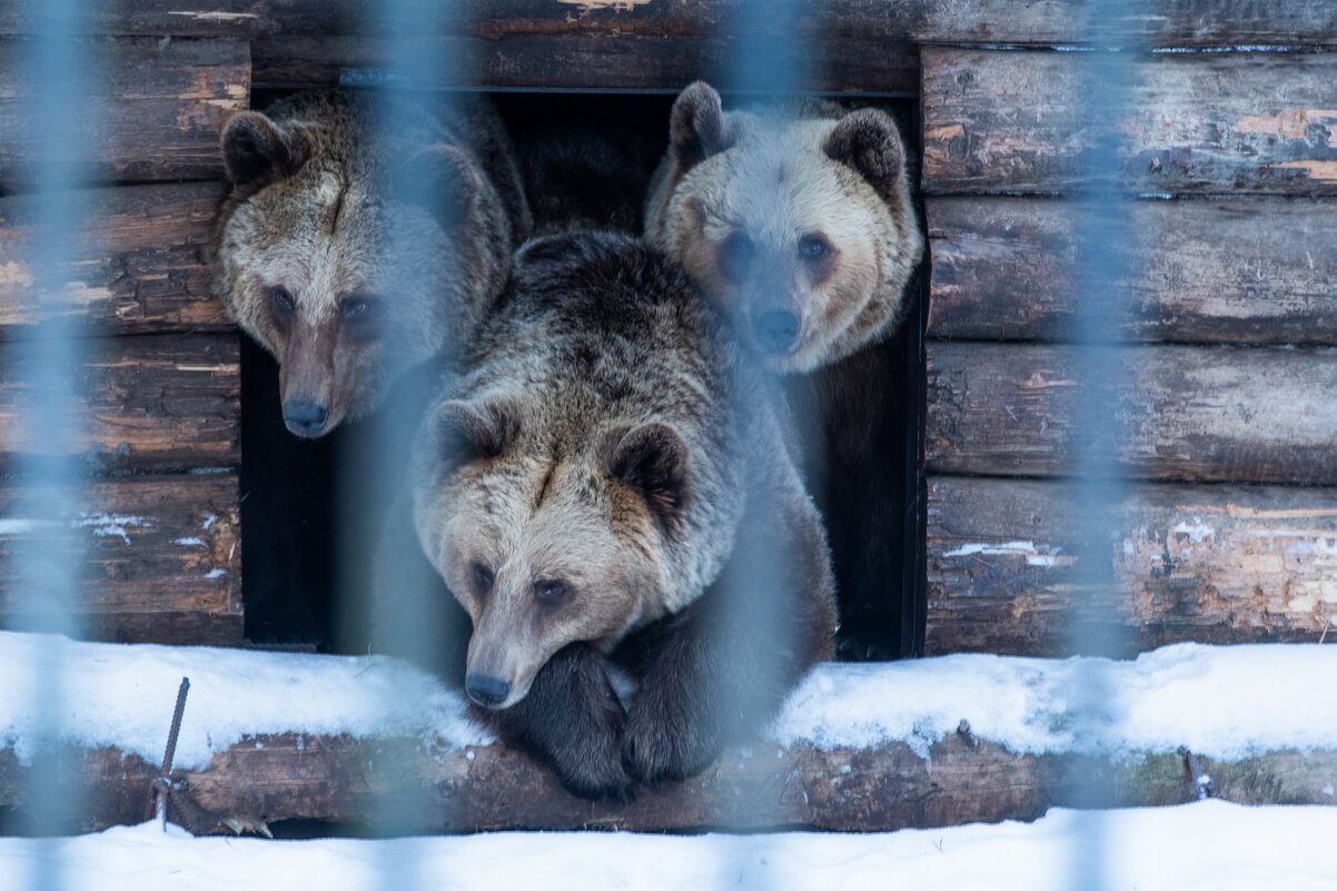 Три медведя. - Виктор Евстратов