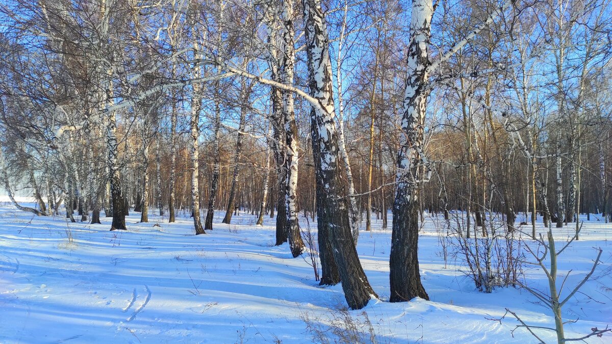 Зимний лес - Татьяна Лютаева