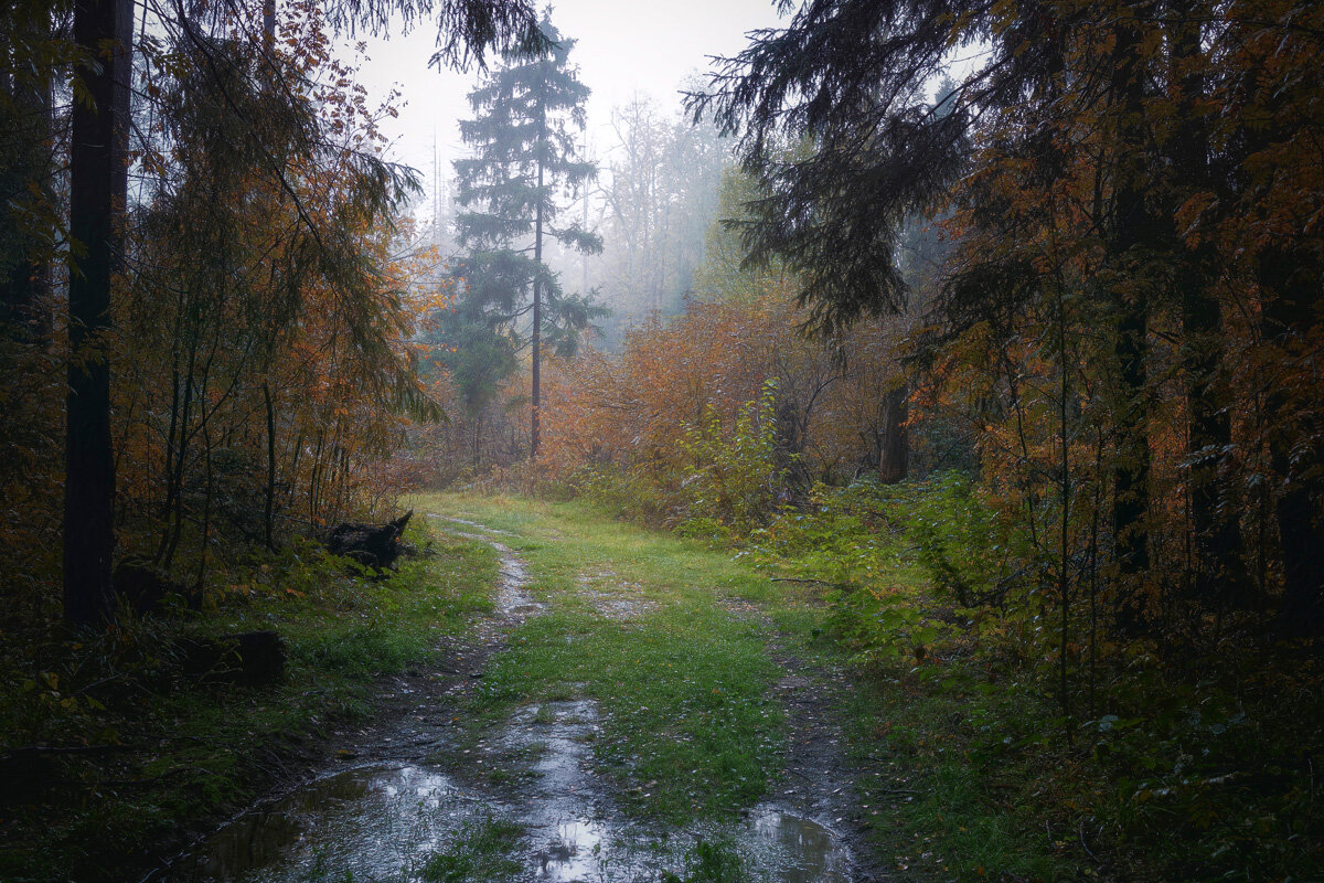 В туманном осеннем лесу - Валерий Вождаев