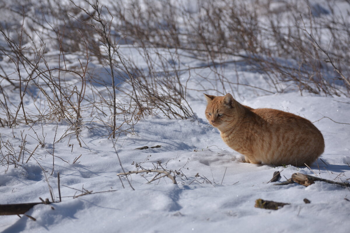 Снежный кот - AngussGrand Gusev