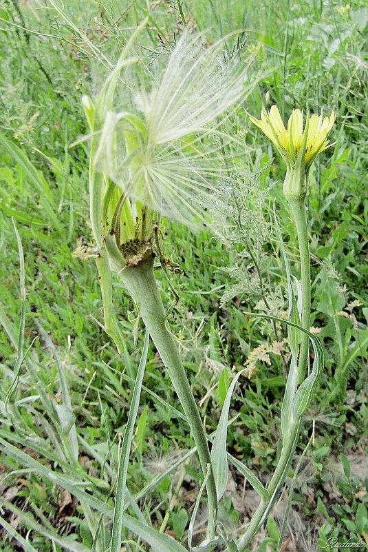 Козлобородник сомнительный (Tragopogon dubius) - Raduzka (Надежда Веркина)