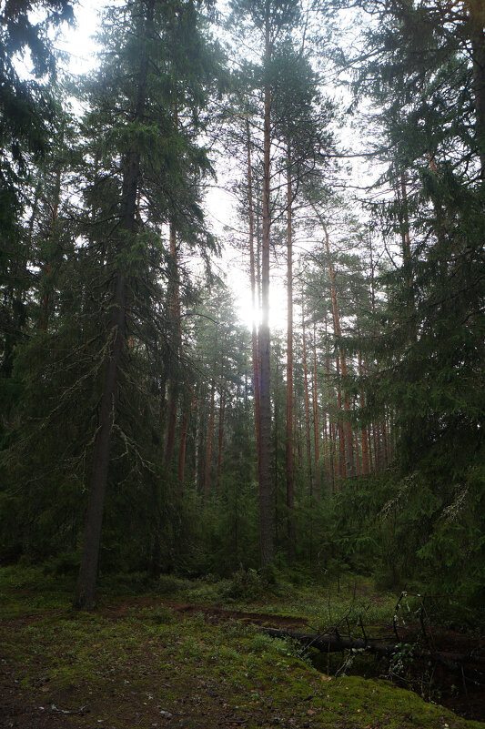 В лесу. - Sergey ///