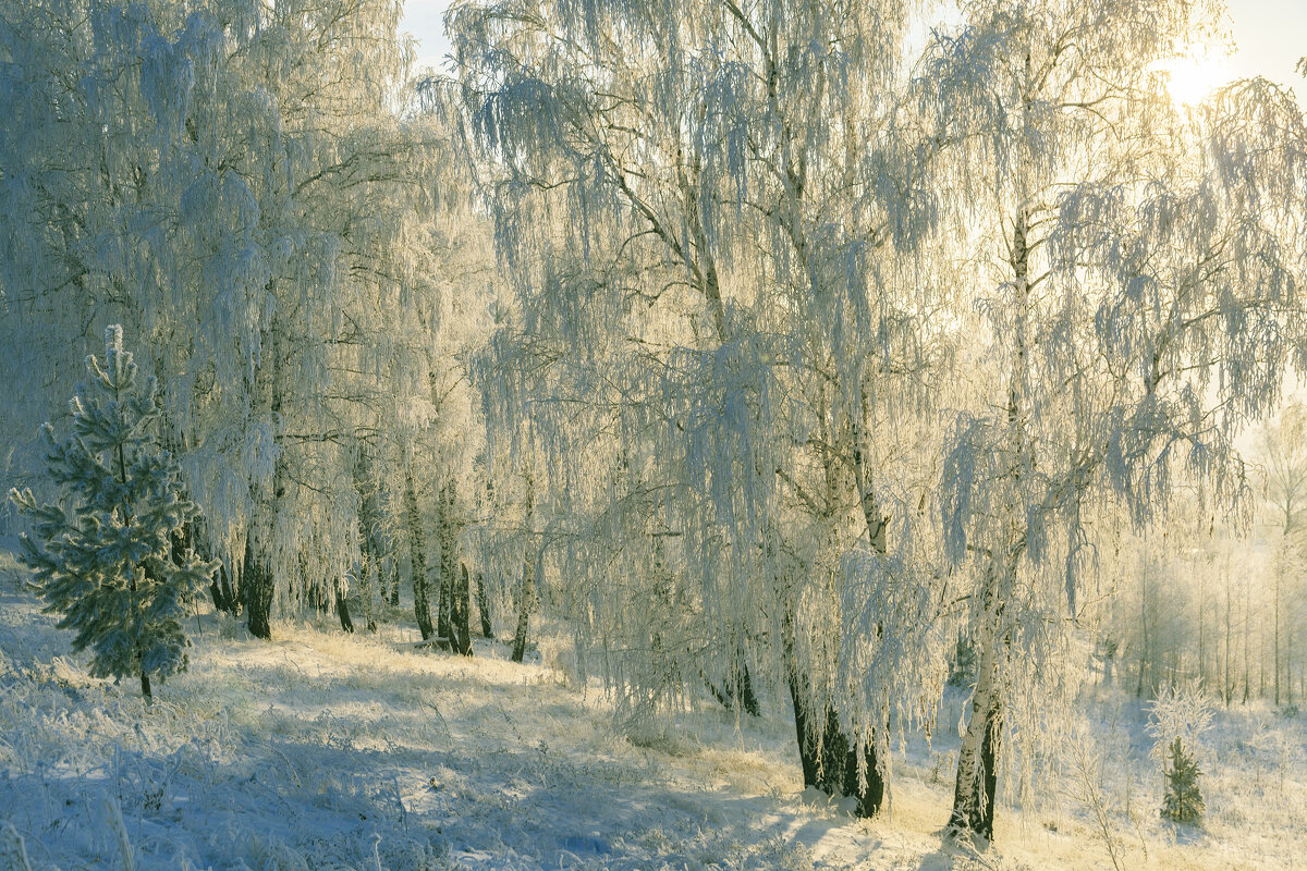 Зимние березы - Рамиль Фаттахов