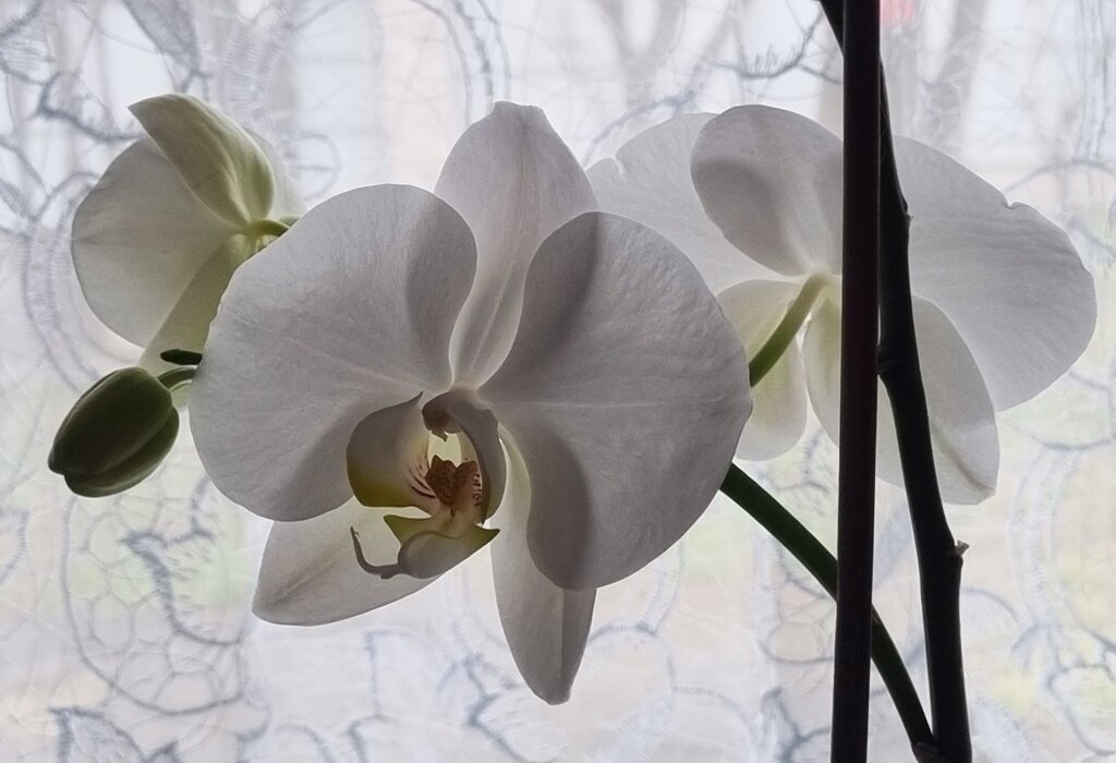 Еще орхидеи - Наталья 