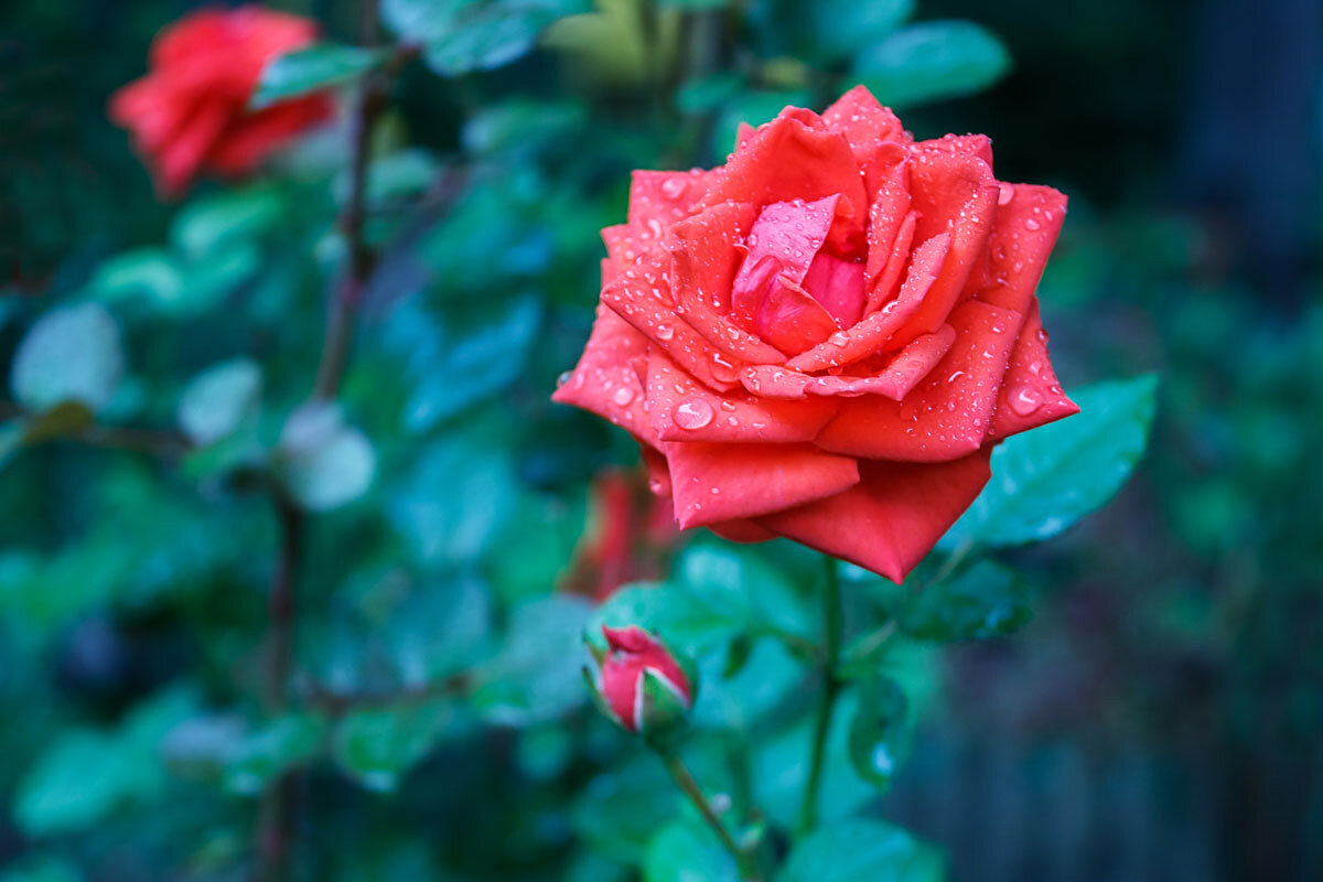 Красная роза в саду - Радомир Тарасов