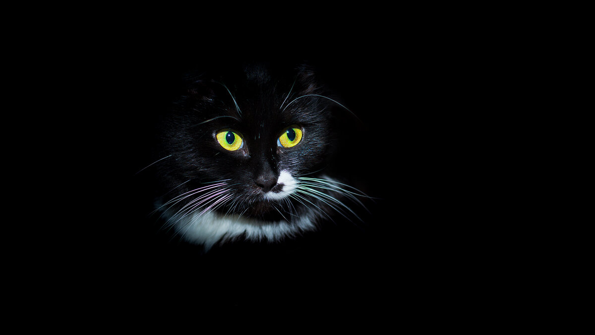 Black cat - Владимир Лазарев