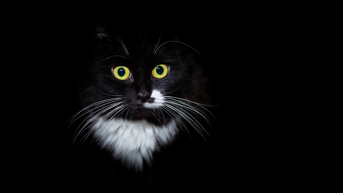 Черный кот - Владимир Лазарев
