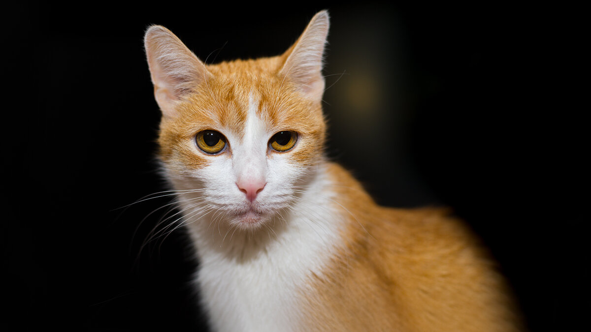Ginger cat - Владимир Лазарев