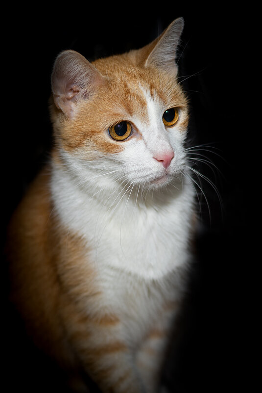 Ginger cat - Владимир Лазарев