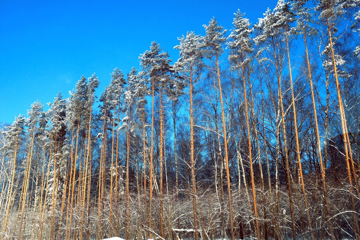 Фото навскидку. - Лютый Дровосек