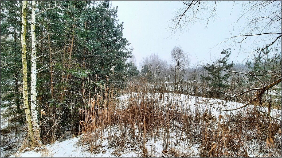 Болотистая местность зимой - Сеня Белгородский