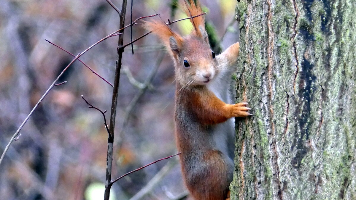 БЕЛКА ОБЫКНОВЕННАЯ (Sciurus vulgaris) - "The Natural World" Александер