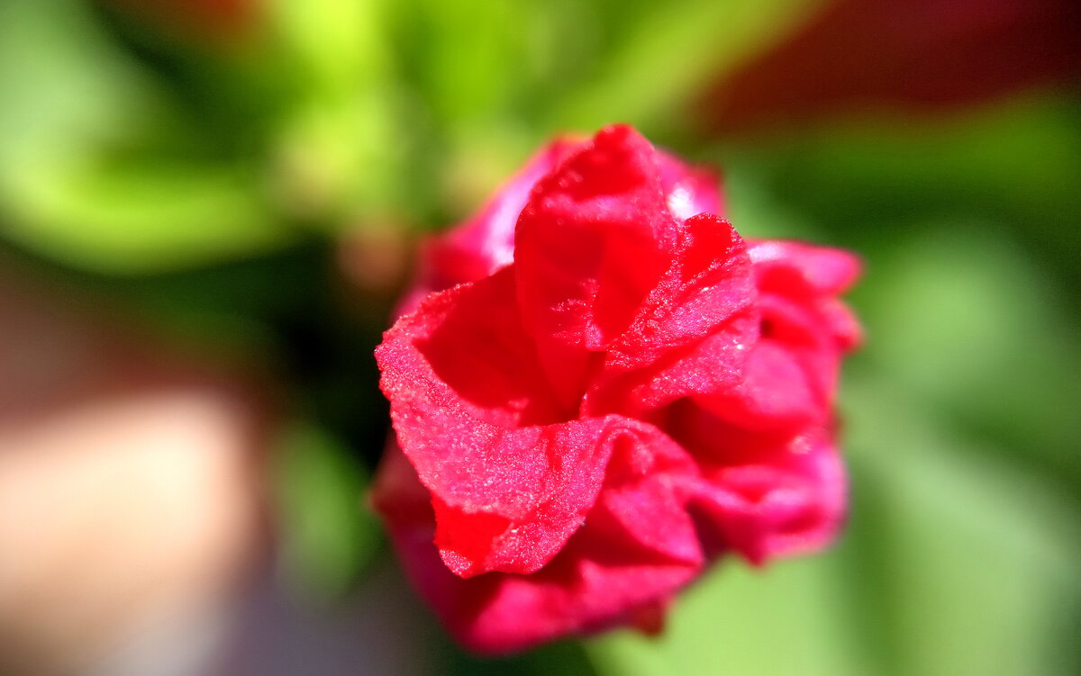 Цветок 8 - Павел Трунцев