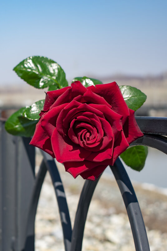 Красная роза - Николай Чекалин