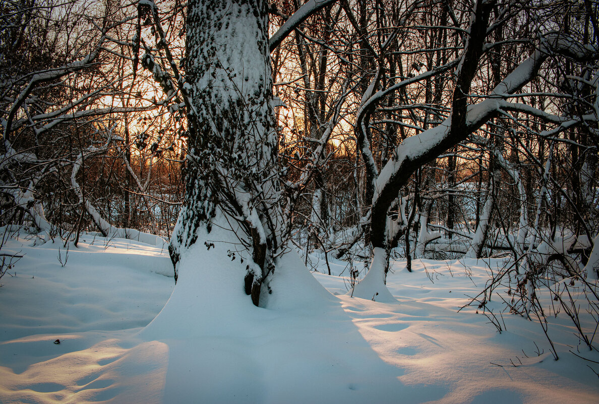 В зимнем лесу - Sergei Vikulov