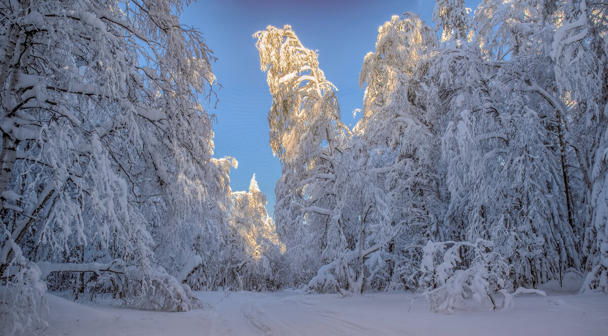 Замороженный лес - Vladimbormotov 