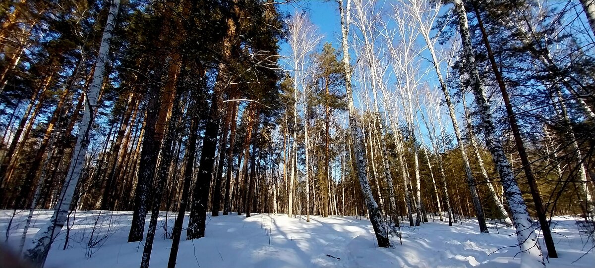 Зимний лес - Валентина 