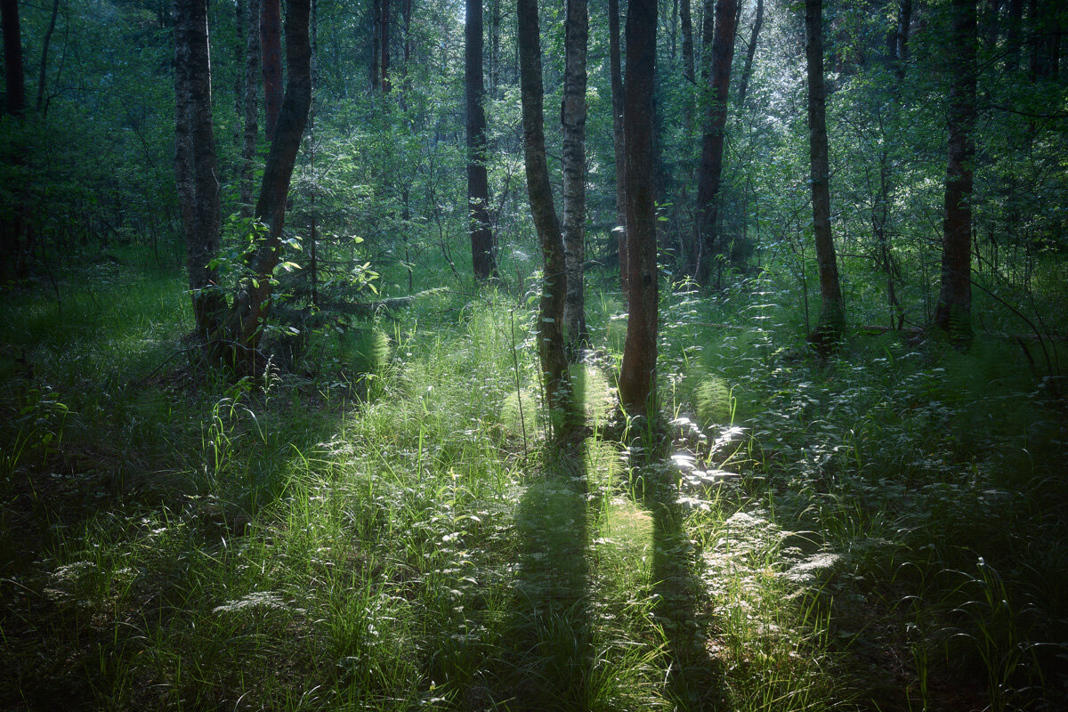 В летнем лесу - Валерий Вождаев