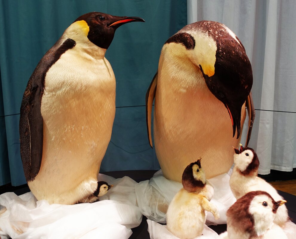 Выставка"Парад пингвинов" в Музее природы Эстонии - Aida10 