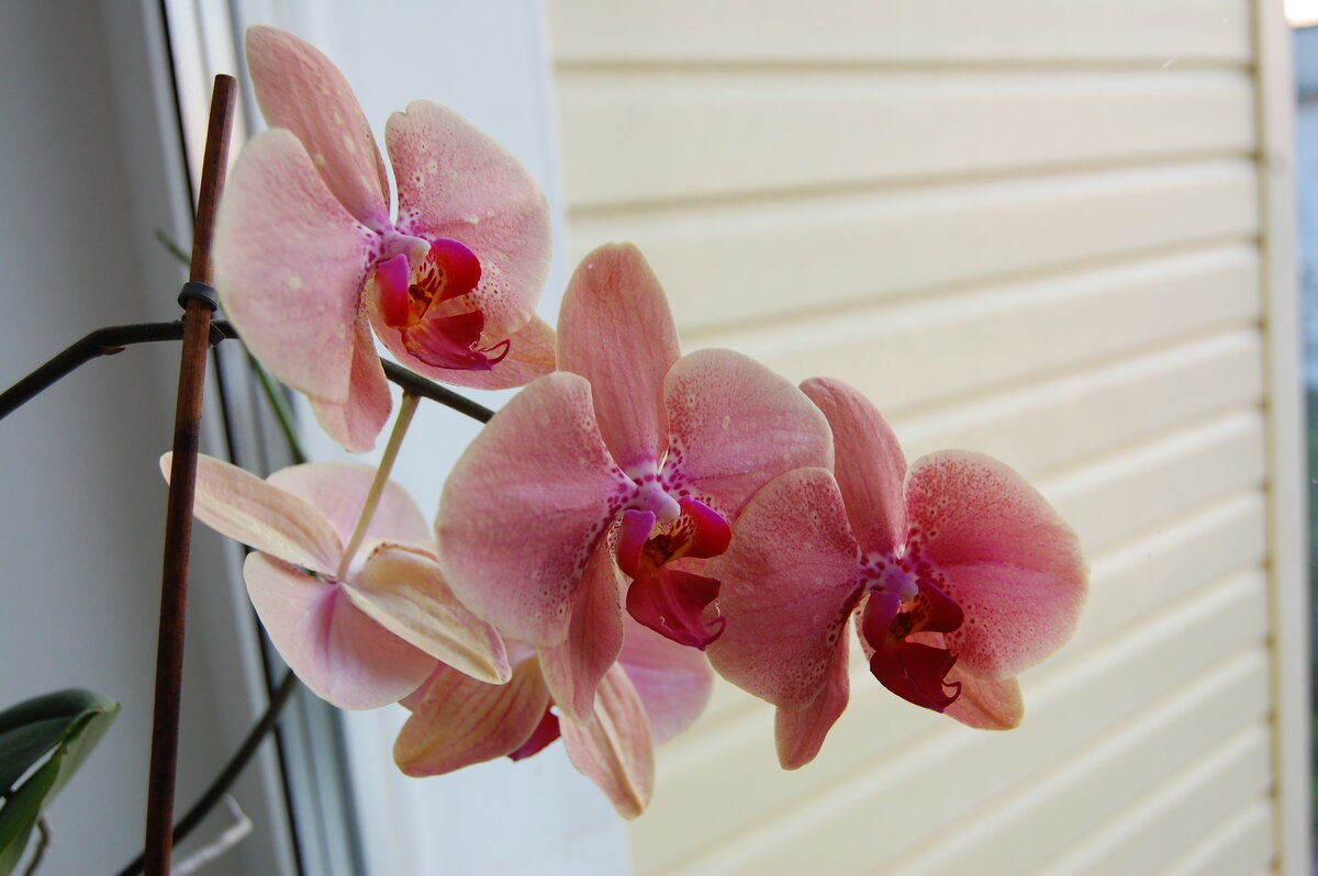 Орхидеи - Надежда 