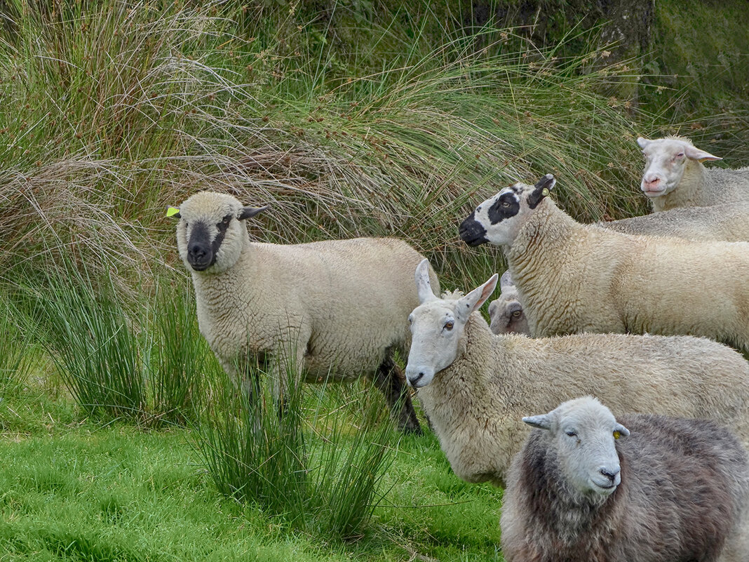 Ирландские овечки - Ольга 