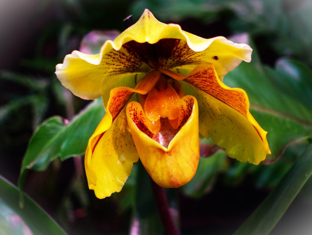 Венерин башмачок(Циприпедиум) на Выставке орхидей в Ботаническом саду Таллина 2024 - Aida10 