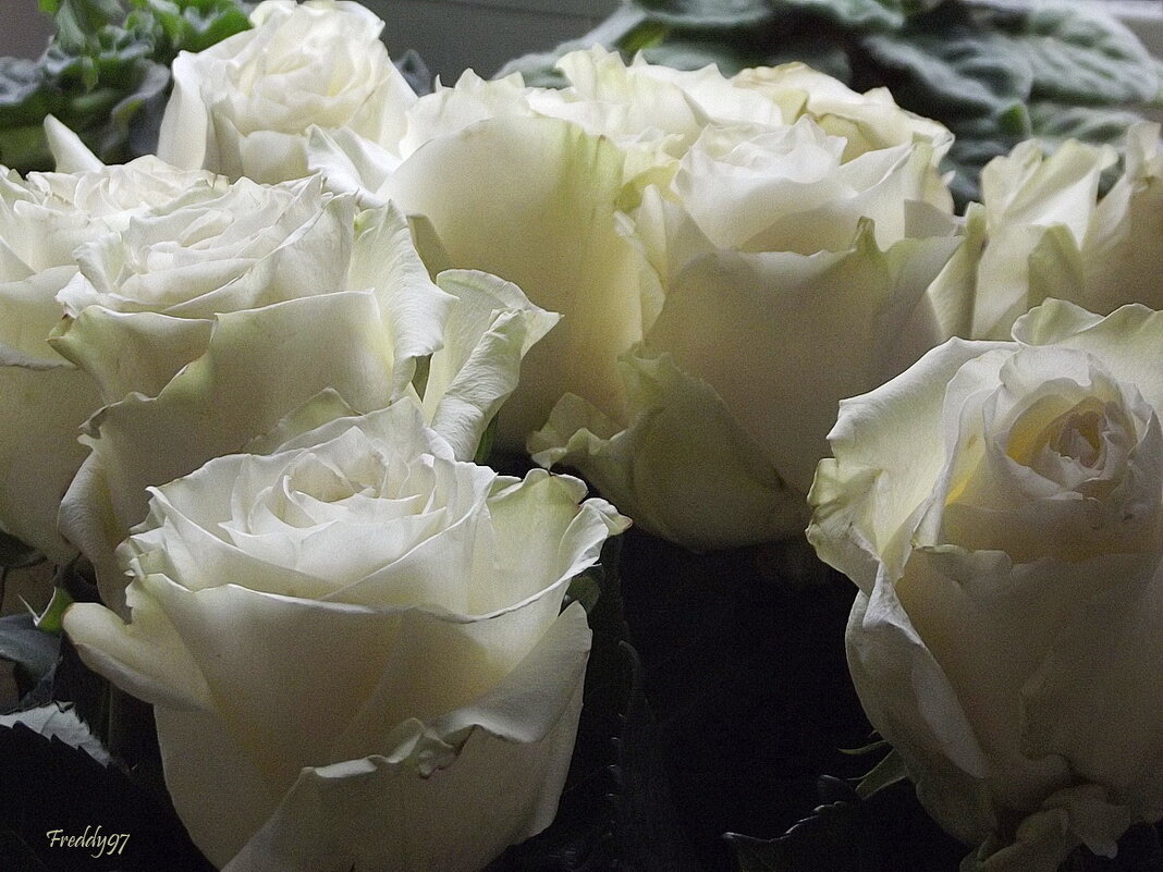Белые розы - Freddy 97