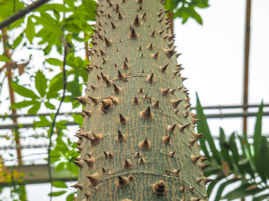 Сейба великолепная (Ceiba speciosa)...Ну, очень колючая! - Магомед .