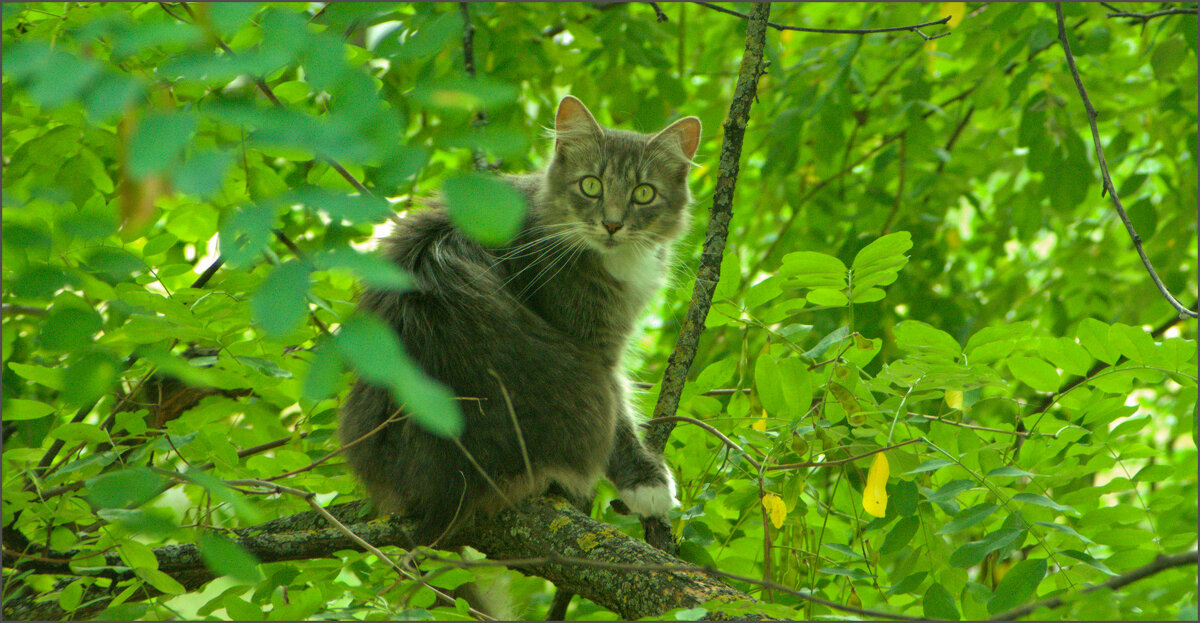 кот - Гарик Гирляндов 