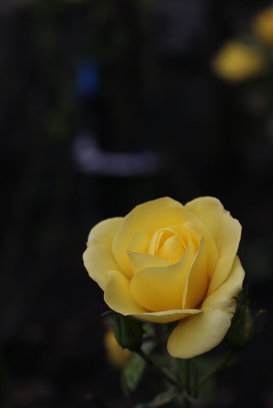 Розы эдинбургских парков - Ольга 