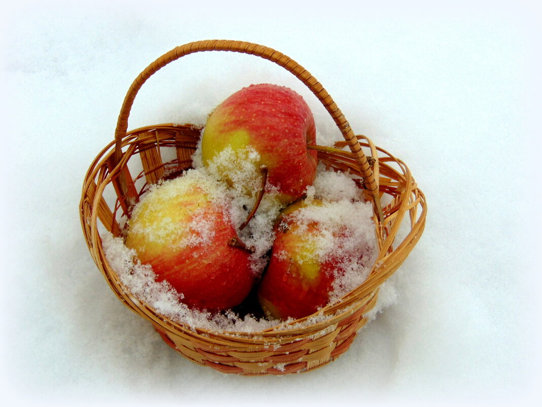 Яблоки на снегу. - nadyasilyuk Вознюк