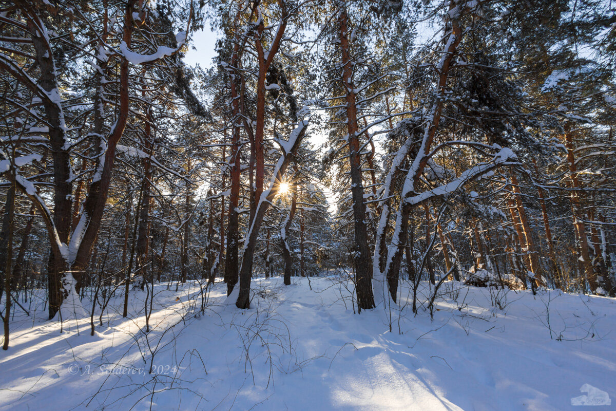 Солнце в зимнем лесу - Александр Синдерёв