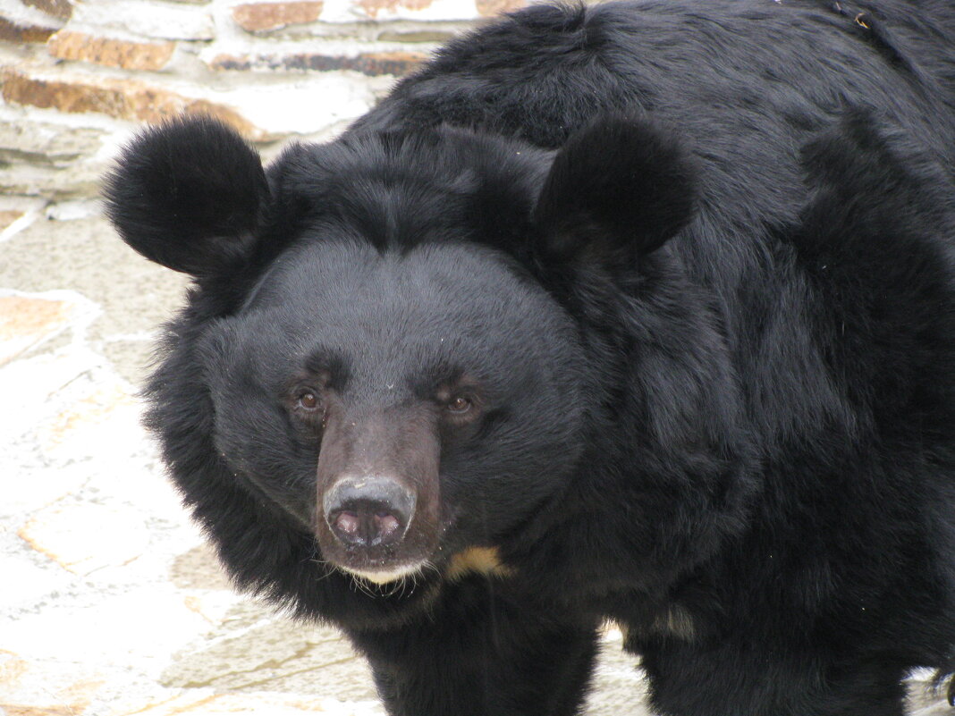 Гималайский (уссурийский) медведь - <<< Наташа >>>
