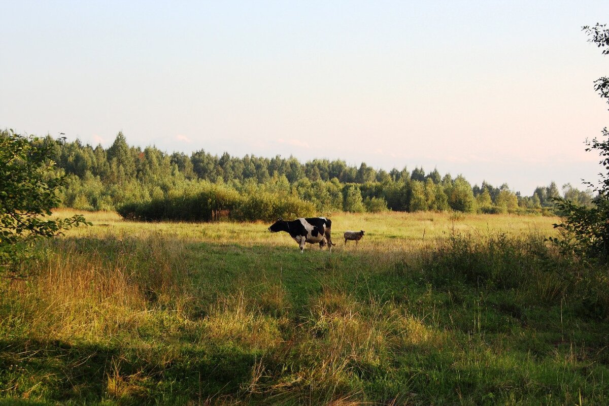 Корова бабушки Вали на хуторе - Артем 