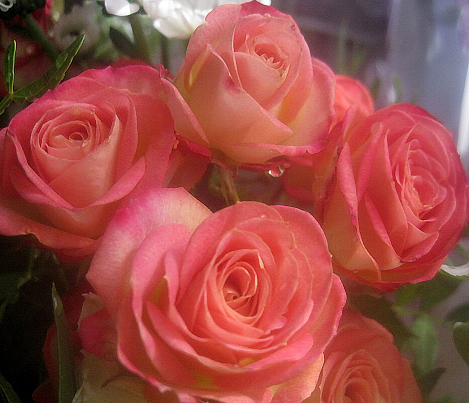 Розы к празднику - Елена Семигина