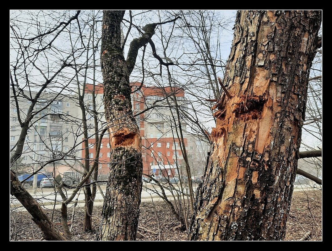 Раненые деревья - Сеня Белгородский