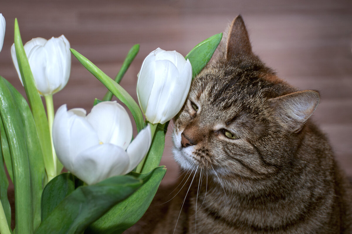 А весна пахнет тюльпанами! - Ирина Полунина