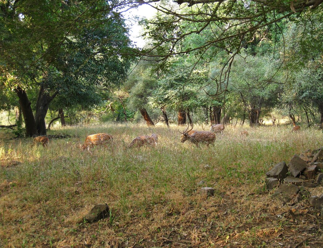 Пятнистые олени в Национальном парке Рантхамбор, Индия. - unix (Илья Утропов)