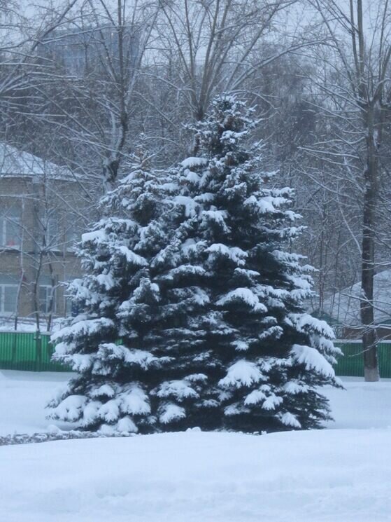 Снегом украшена елочка зимой - Дмитрий Никитин