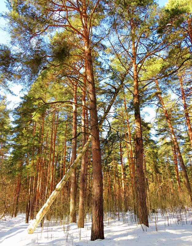 В сосновом лесу - Андрей Снегерёв