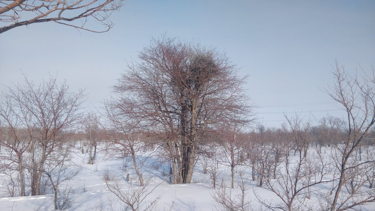 Боярка,зимой - Андрей Хлопонин