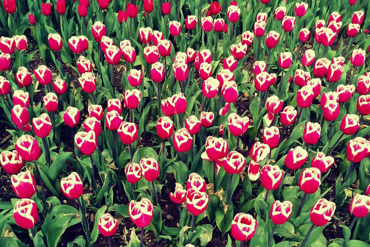 Цветов так много на Земле, но сердцу милы мне тюльпаны… - Елена (ЛенаРа)