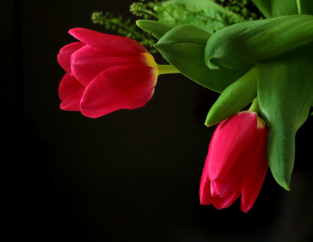 Мартовские тюльпаны - Светлана 