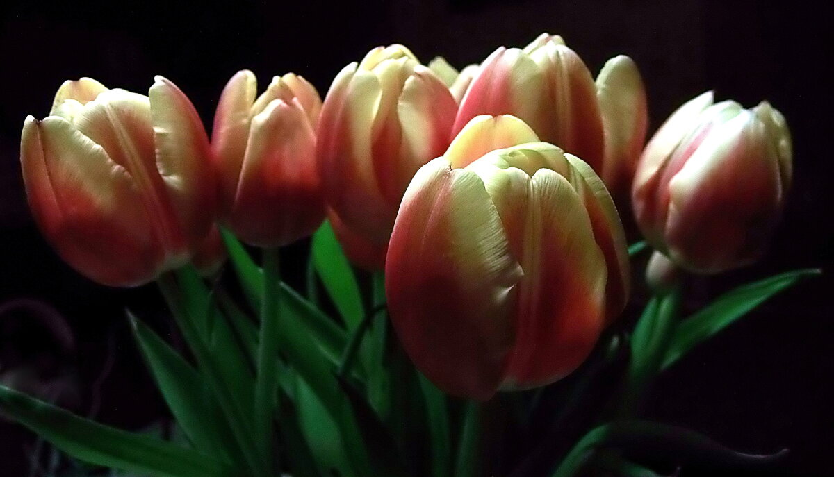 Тюльпаны в марте - Елена 